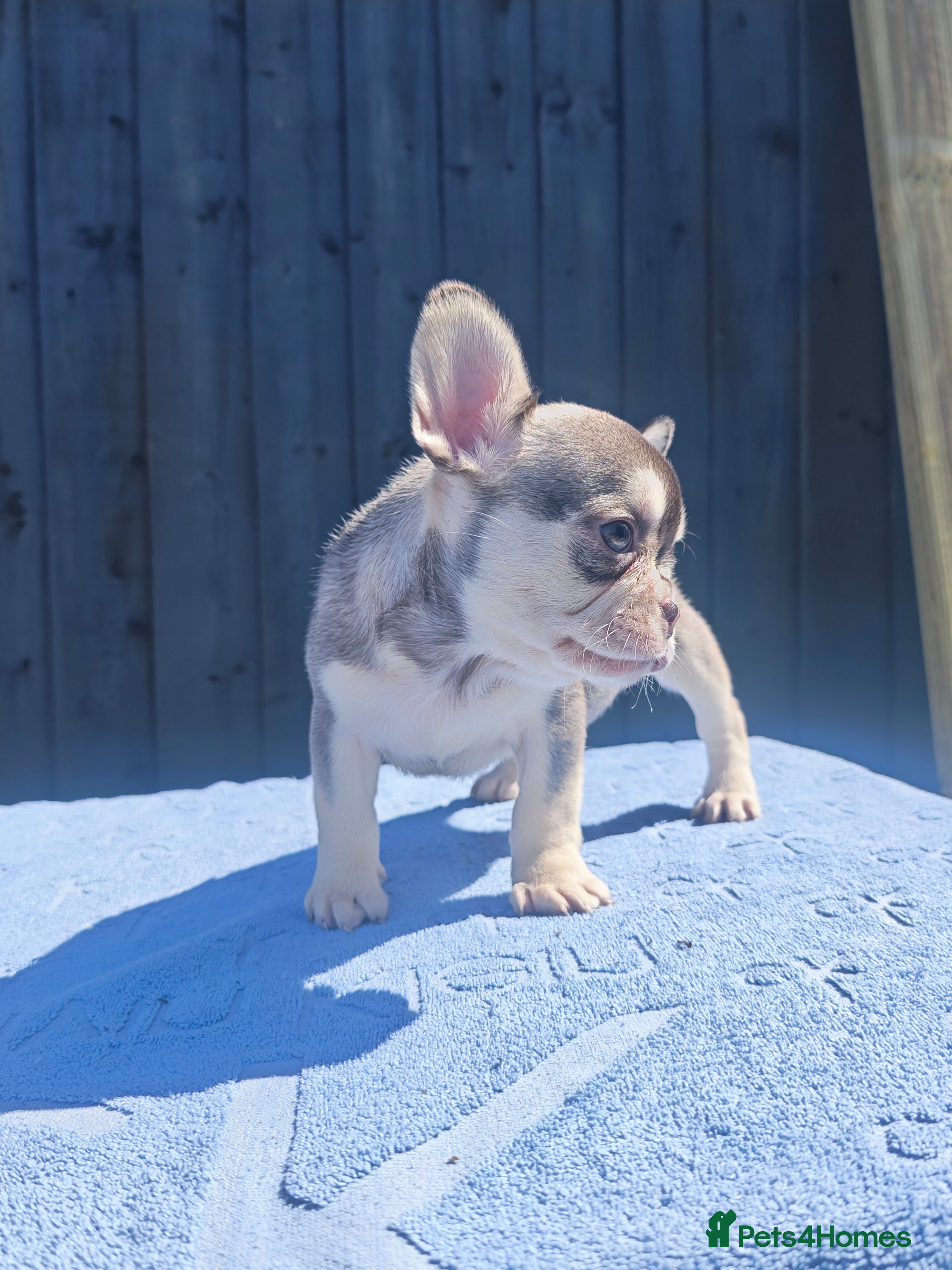 French Bulldog dogs Small and stocky french bulldogs  - Advert 2