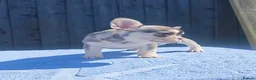 French Bulldog dogs for sale: Ea girl that carries fluffy  - Advert 5