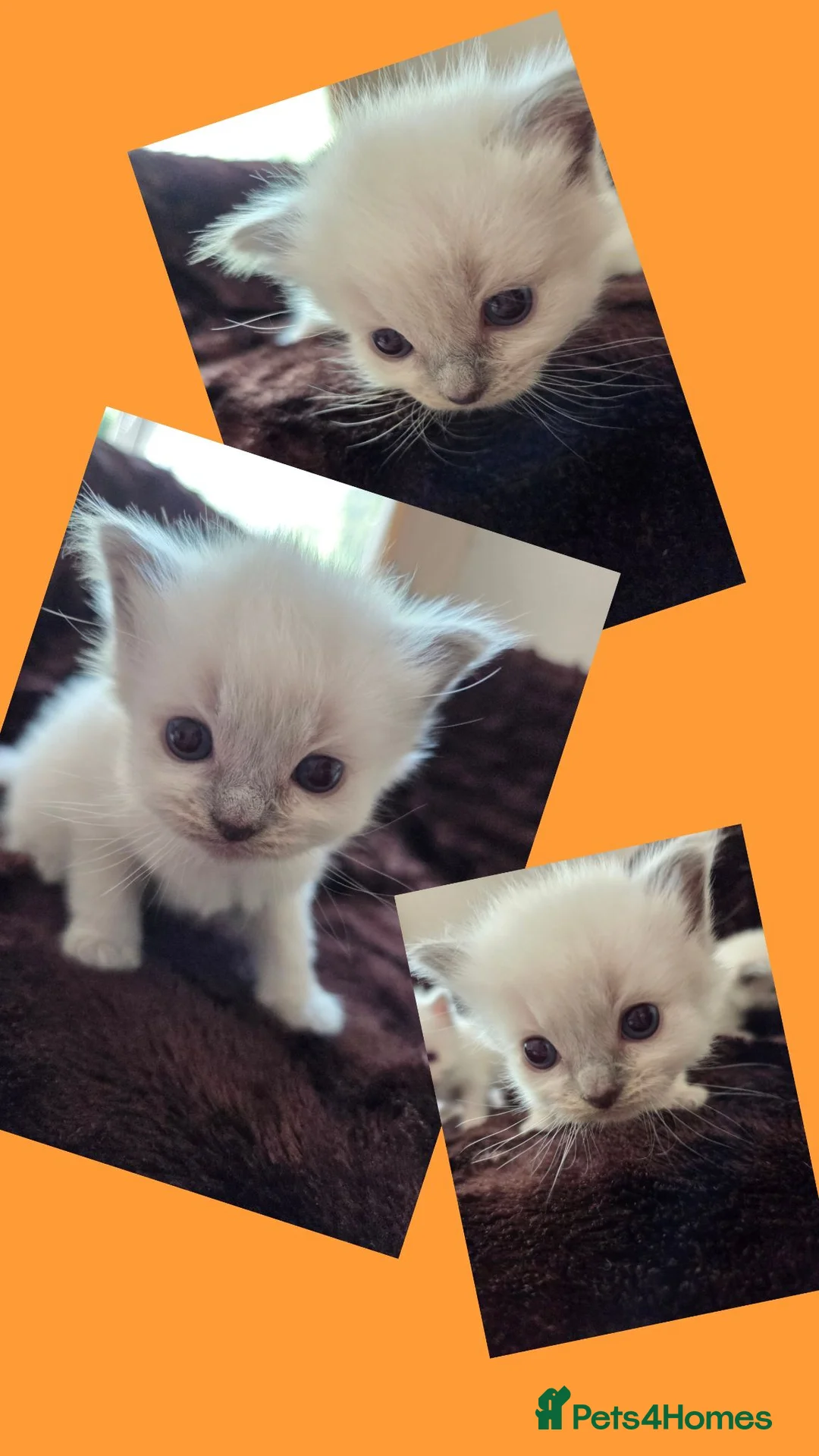 Ragdoll cats for sale: 🏆GCCF REG. EXTENSIVELY TESTED RAGDOLL KITTENS 🌟 - Advert 2