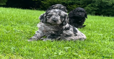 Cockapoo dogs - Advert 12