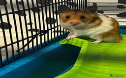 Hamster rodents for sale: Selling Syrian hamster  - Image 2