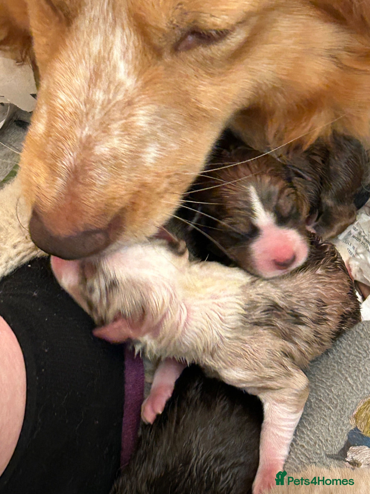 Border Collie dogs Stunning Border Collie pups - Advert 1