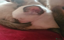Siamese cats for sale: GCCF Registered Seal Point Boys - Image 3