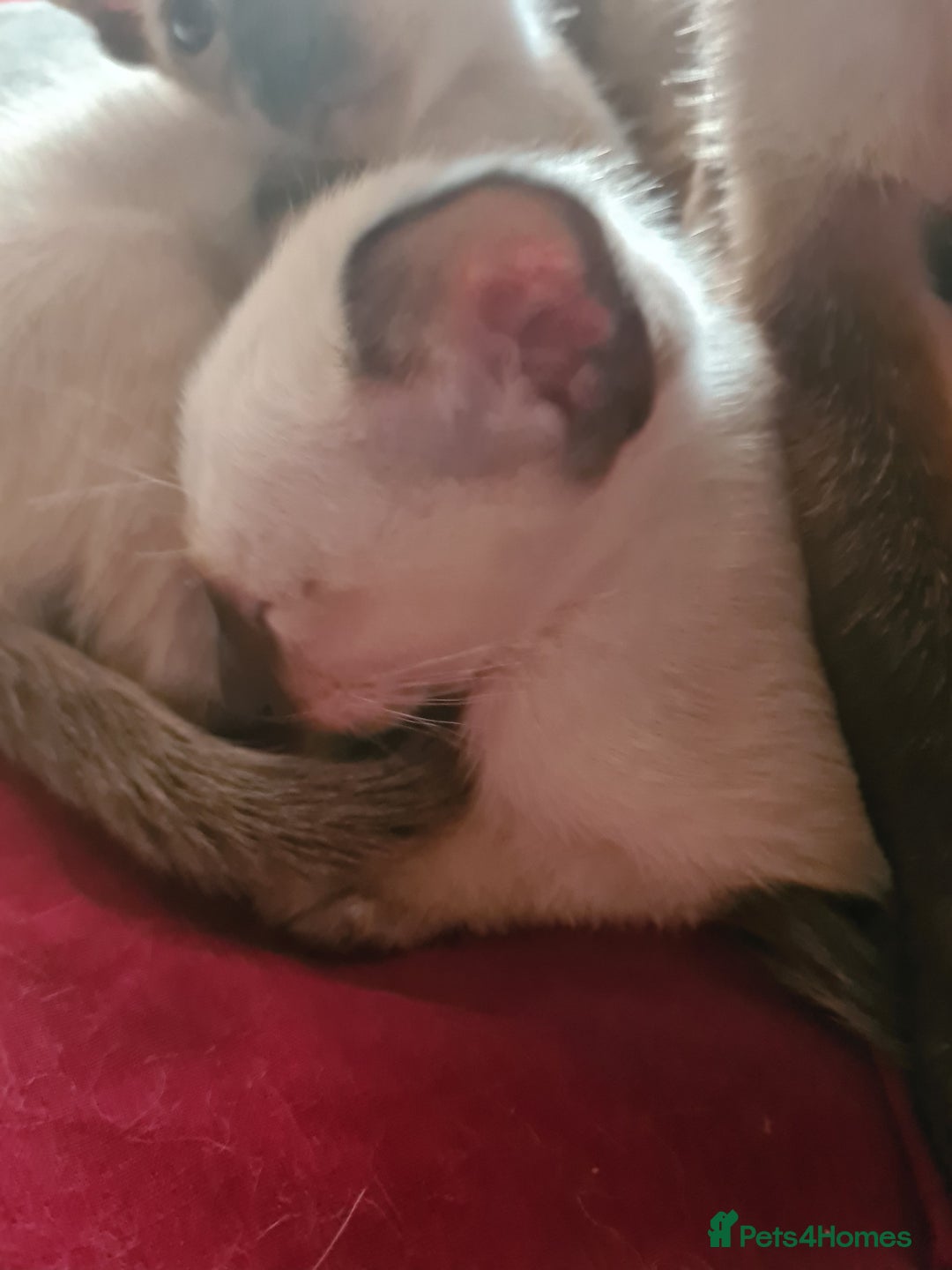 Siamese cats for sale: GCCF Registered Seal Point Boys - Image 3