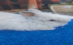Mini Lop rabbits for sale: PUREBRED DOUBLE/ TEDDY LION HEAD BABIES  - Image 7
