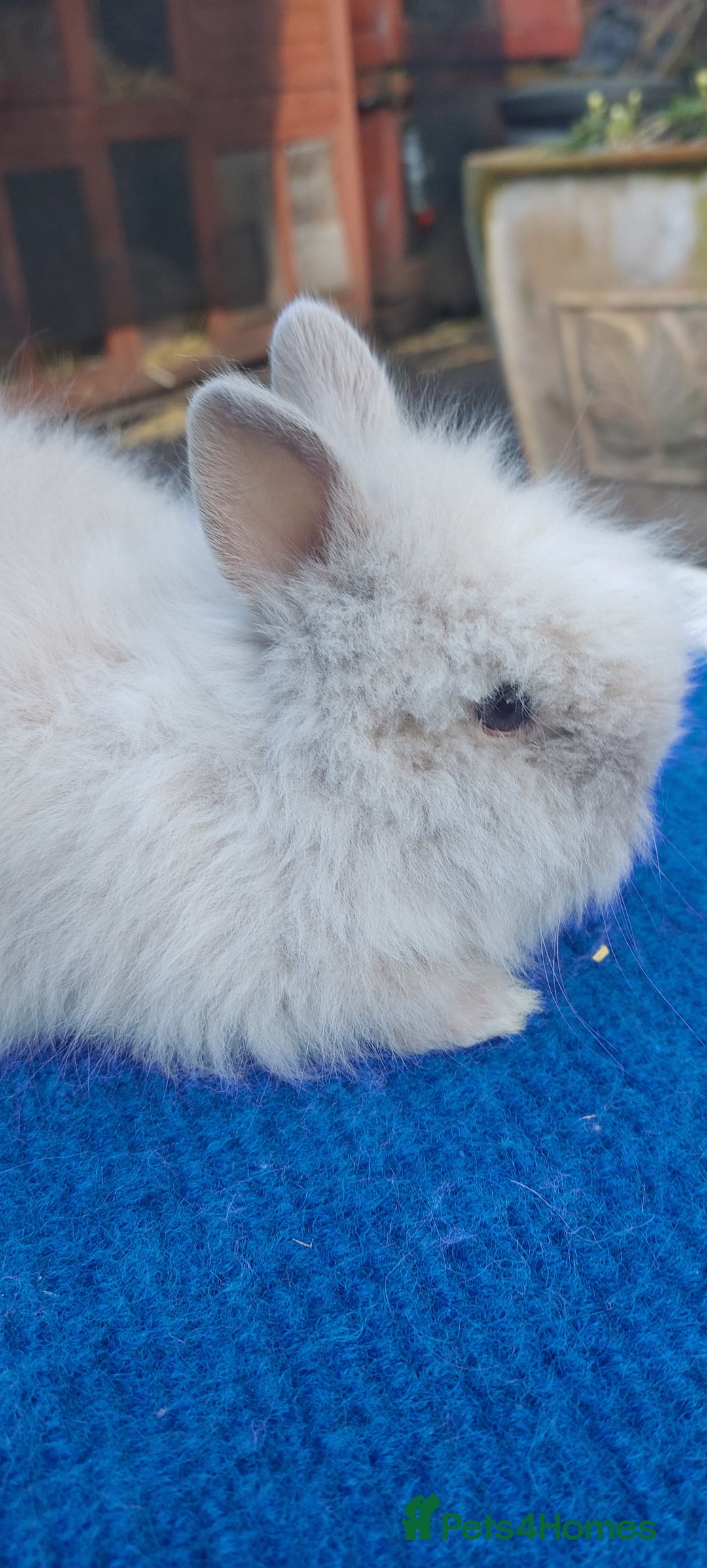 Mini Lop rabbits for sale: PUREBRED DOUBLE/ TEDDY LION HEAD BABIES  - Image 7