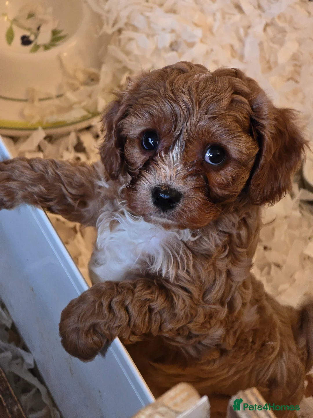 Cavapoo dogs for sale: Gorgeous f1 fox Red cavapoo pups - Advert 7