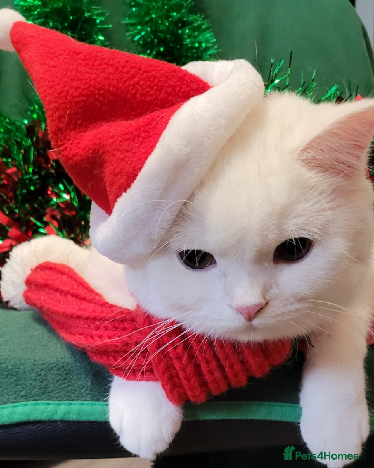 British Shorthair cats Snow White Pedigree British Shorthair  - Advert 3