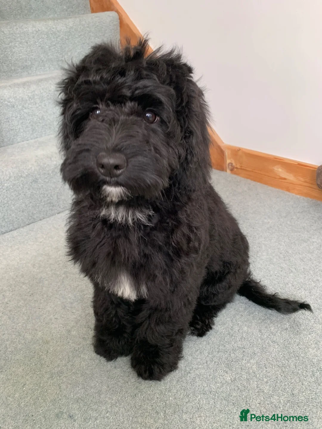 Cockapoo dogs for sale: Beautiful F1xF2 Cockapoo Puppies-Loving home £1400 in Colyton - Advert 1