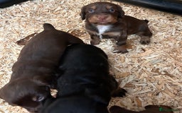 Cocker Spaniel dogs for sale: KC Reg Docked Working Cocker Spaniel puppies - Image 2
