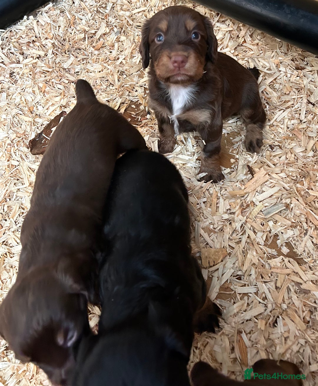 Cocker Spaniel dogs for sale: KC Reg Docked Working Cocker Spaniel puppies - Image 2