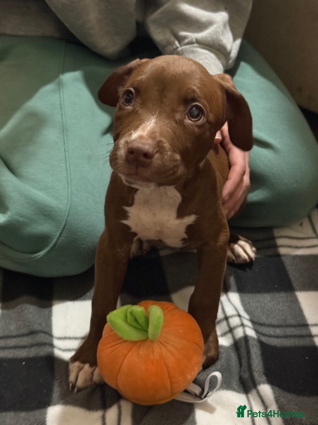 Mixed Breed dogs for sale: Spaniel crossed  - Advert 18