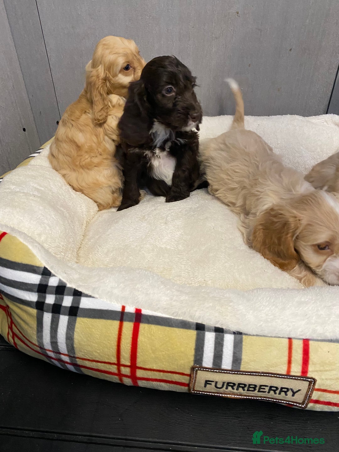Cockapoo dogs for sale: AMAZING STUNNING F1 SHOW TYPE COCKAPOO  - Image 10