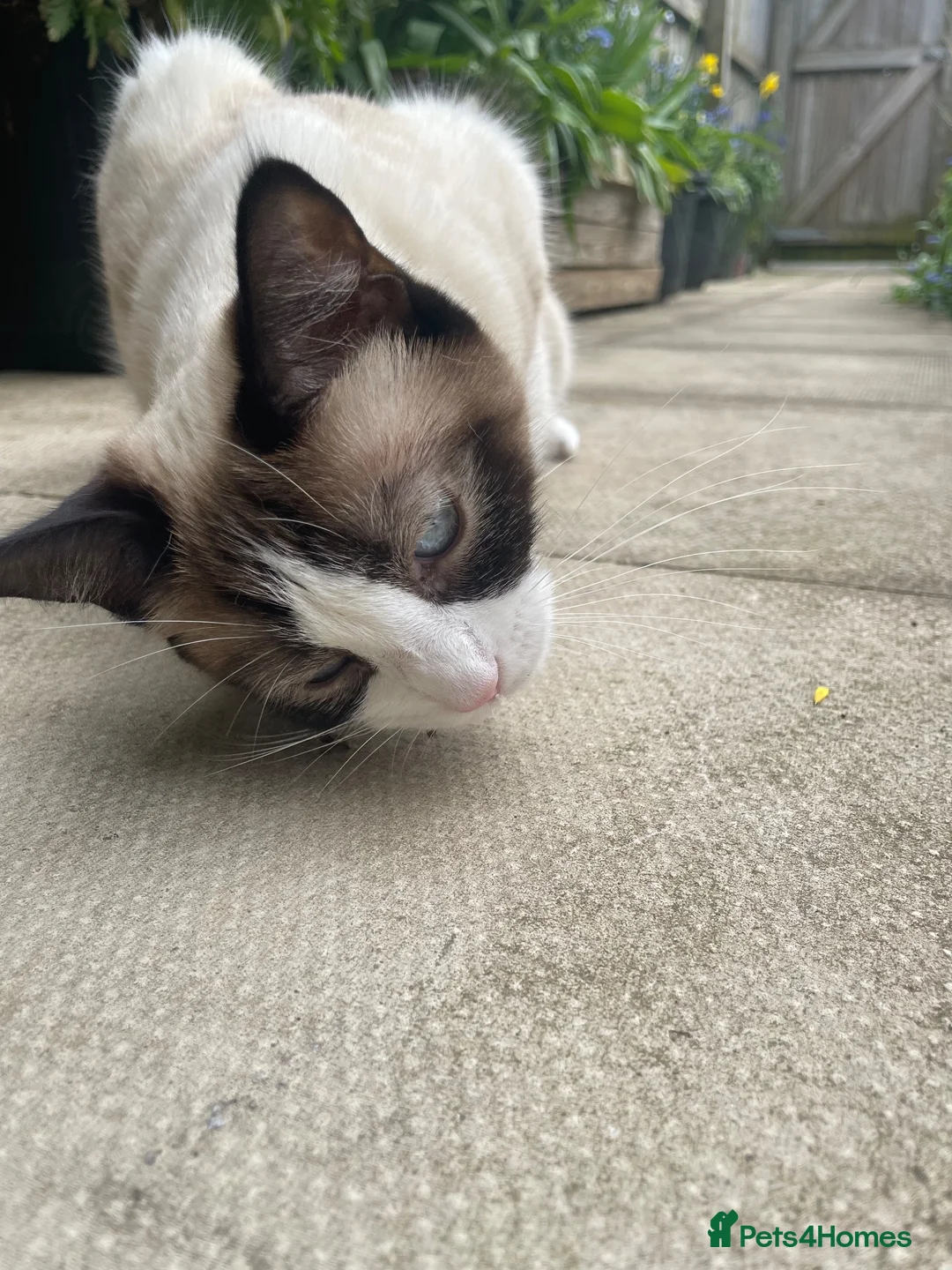 Snowshoe cats for sale: One year old female Siamese snowshoe  - Advert 2