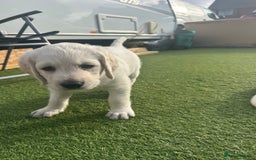 Labradoodle dogs for sale:  Unique,Exceptionally Bred F1 Labradoodles 🐾19/05 in Bristol - Image 16