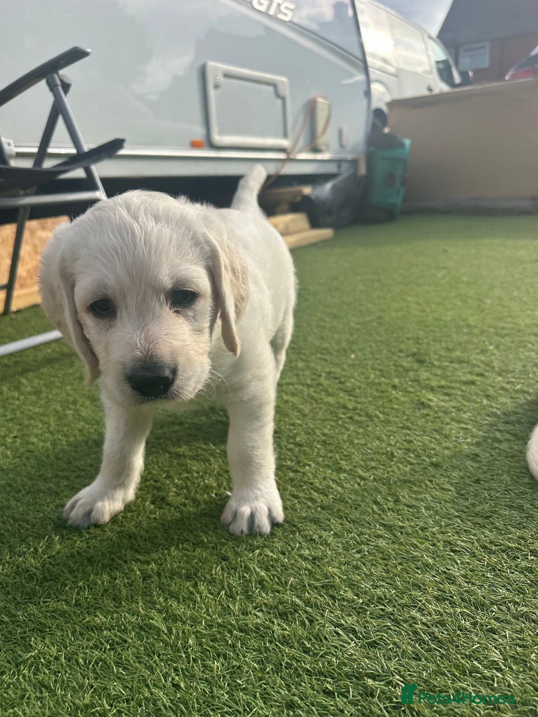 Labradoodle dogs for sale:  Unique,Exceptionally Bred F1 Labradoodles 🐾19/05 in Bristol - Image 16