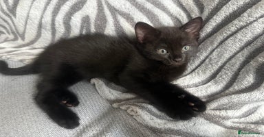 Mixed Breed cats - Advert 1