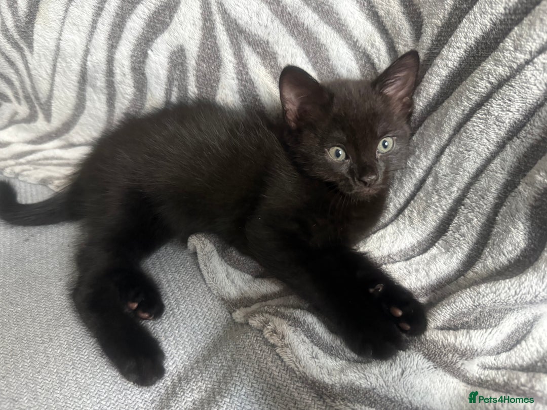 Mixed Breed cats for sale: Last 2 beautiful black marked kittens READY NOW - Image 3