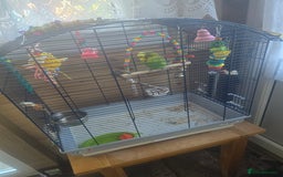 Budgerigars birds for sale: Budgie - Image 2