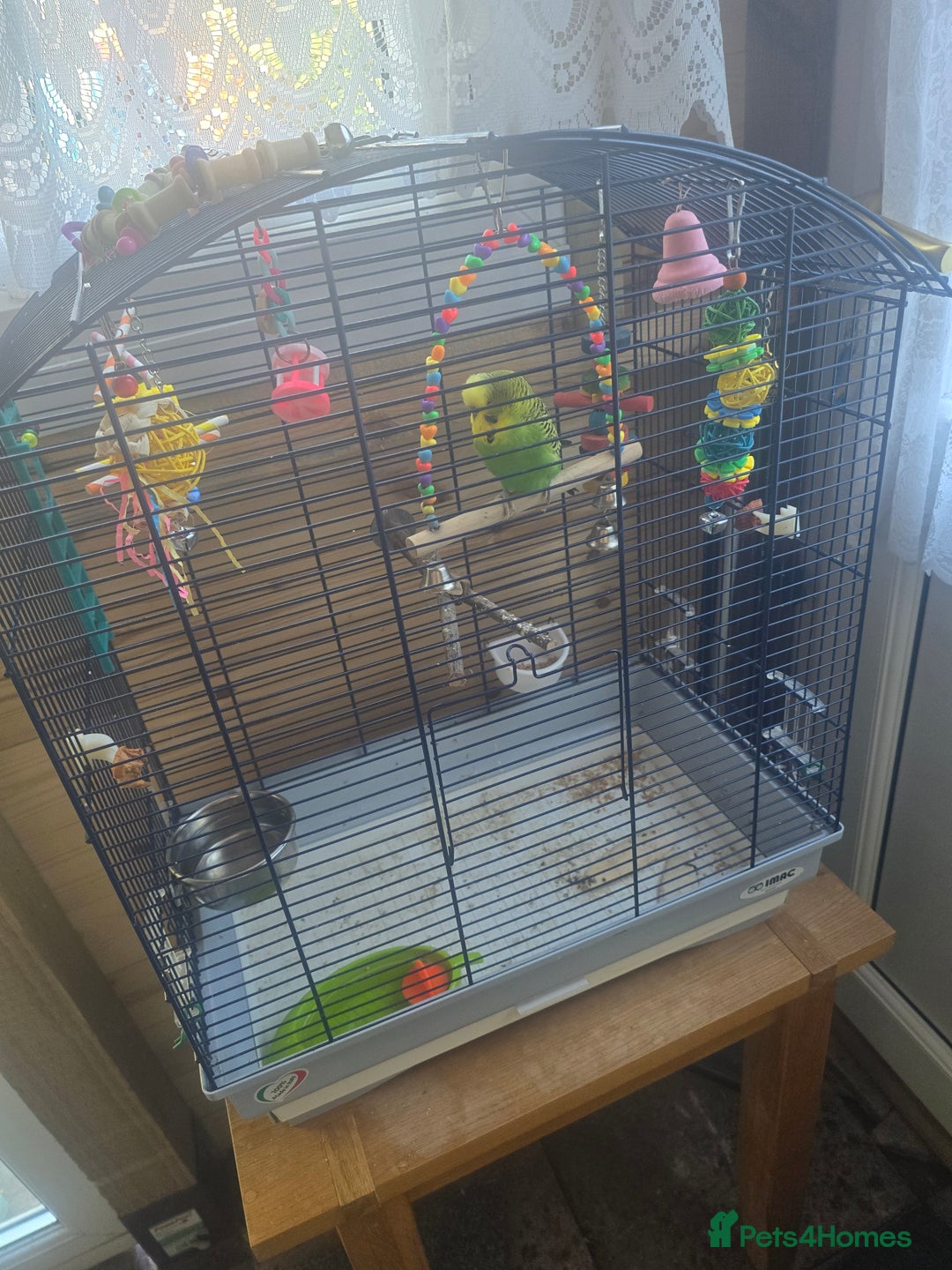Budgerigars birds for sale: Budgie - Image 2