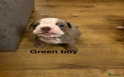 Olde English Bulldogge dogs for sale: Olde English bulldogs puppies  - Image 19