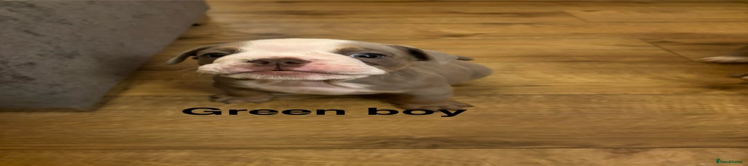 Olde English Bulldogge green