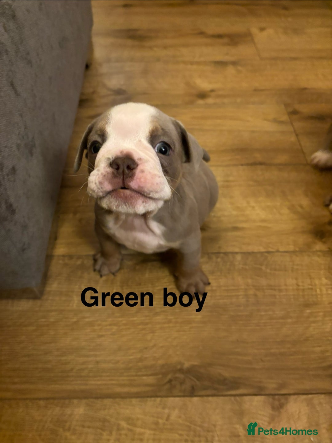 Olde English Bulldogge dogs for sale: Olde English bulldogs puppies  - Image 19