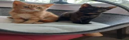 Mixed Breed cats for sale: Very pretty tortie kitten - Advert 4