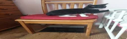 Mixed Breed cats for sale: Female kitten  - Advert 9