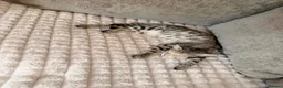 Savannah cats for sale: Ready to leave f4 kitten  - Advert 9