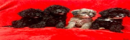 Cockapoo dogs for sale: 🐶 3 Left- Ready to Leave 🐶 - Advert 5