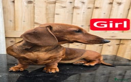Dachshund dogs for sale: "READY GO STUNING 5 STANDARD DACHSHUND PUPPIES  - Image 5
