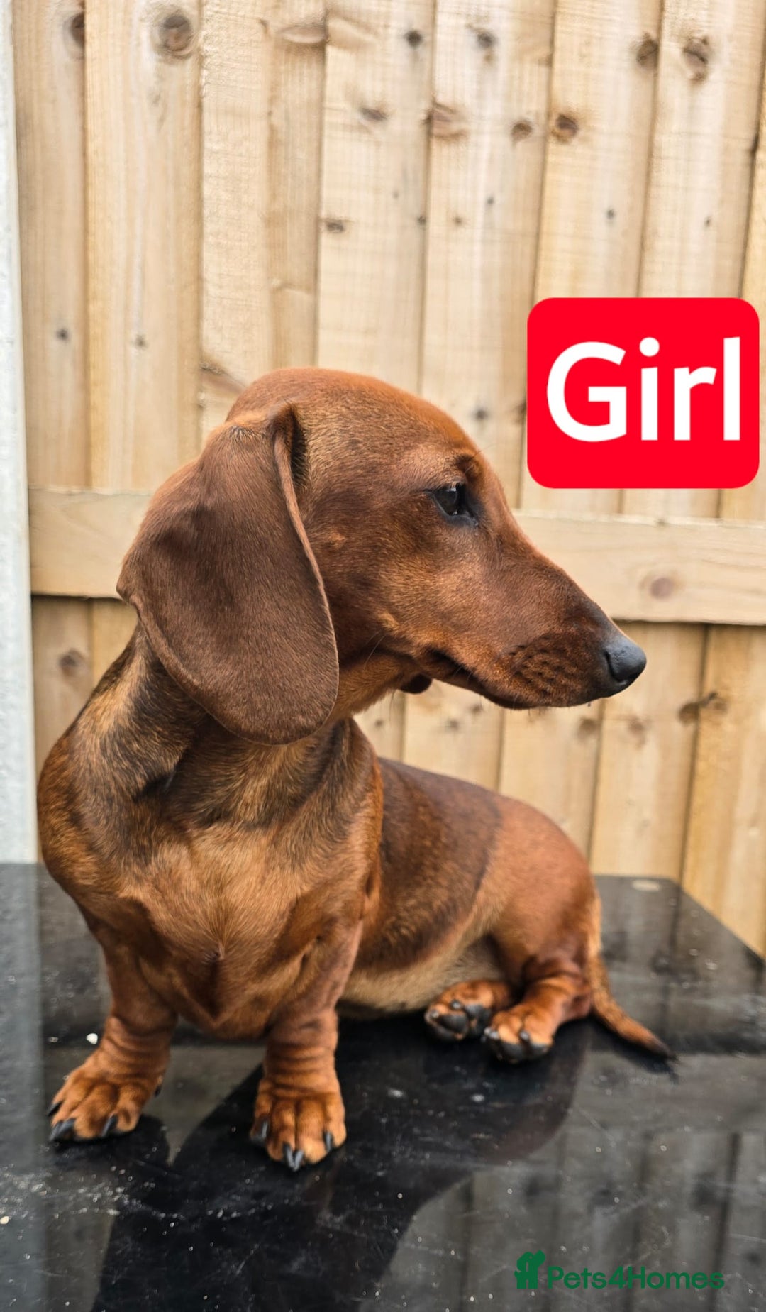 Dachshund dogs for sale: "READY GO STUNING 5 STANDARD DACHSHUND PUPPIES  - Image 5