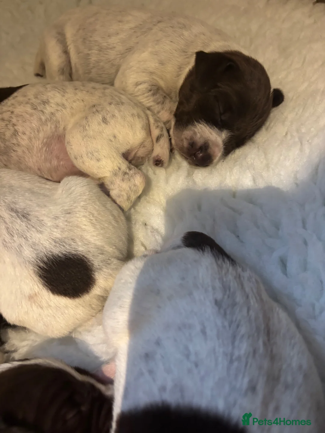 German Shorthaired Pointer dogs for sale: German shorthaired pointers puppies kc registered  in Uckfield - Advert 12