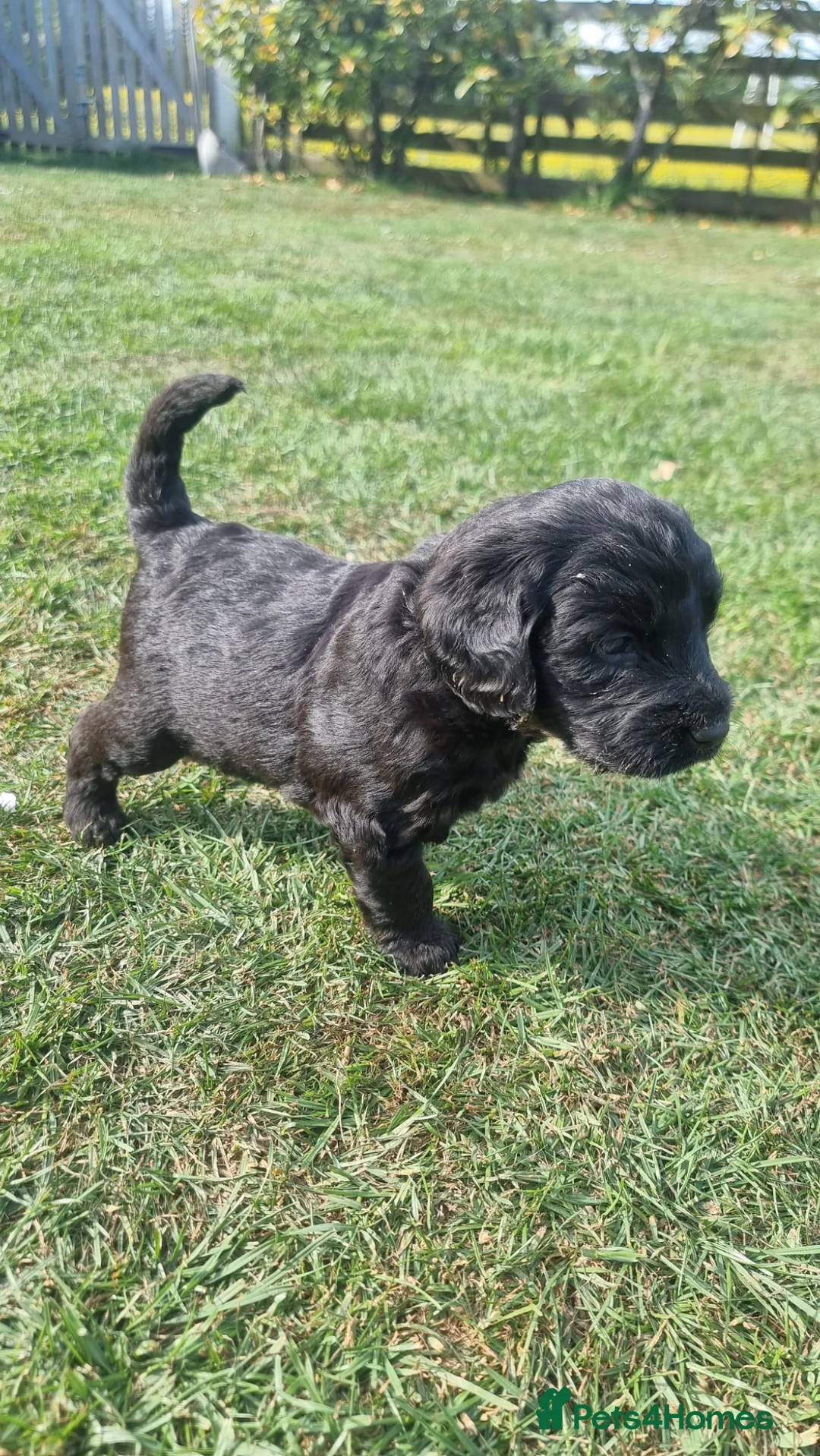Labradoodle dogs for sale: Wonderful labradoodle puppies - Advert 2