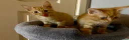 Mixed Breed cats for sale: 3 baby’s ready for there forever homes  in Maidenhead - Advert 19