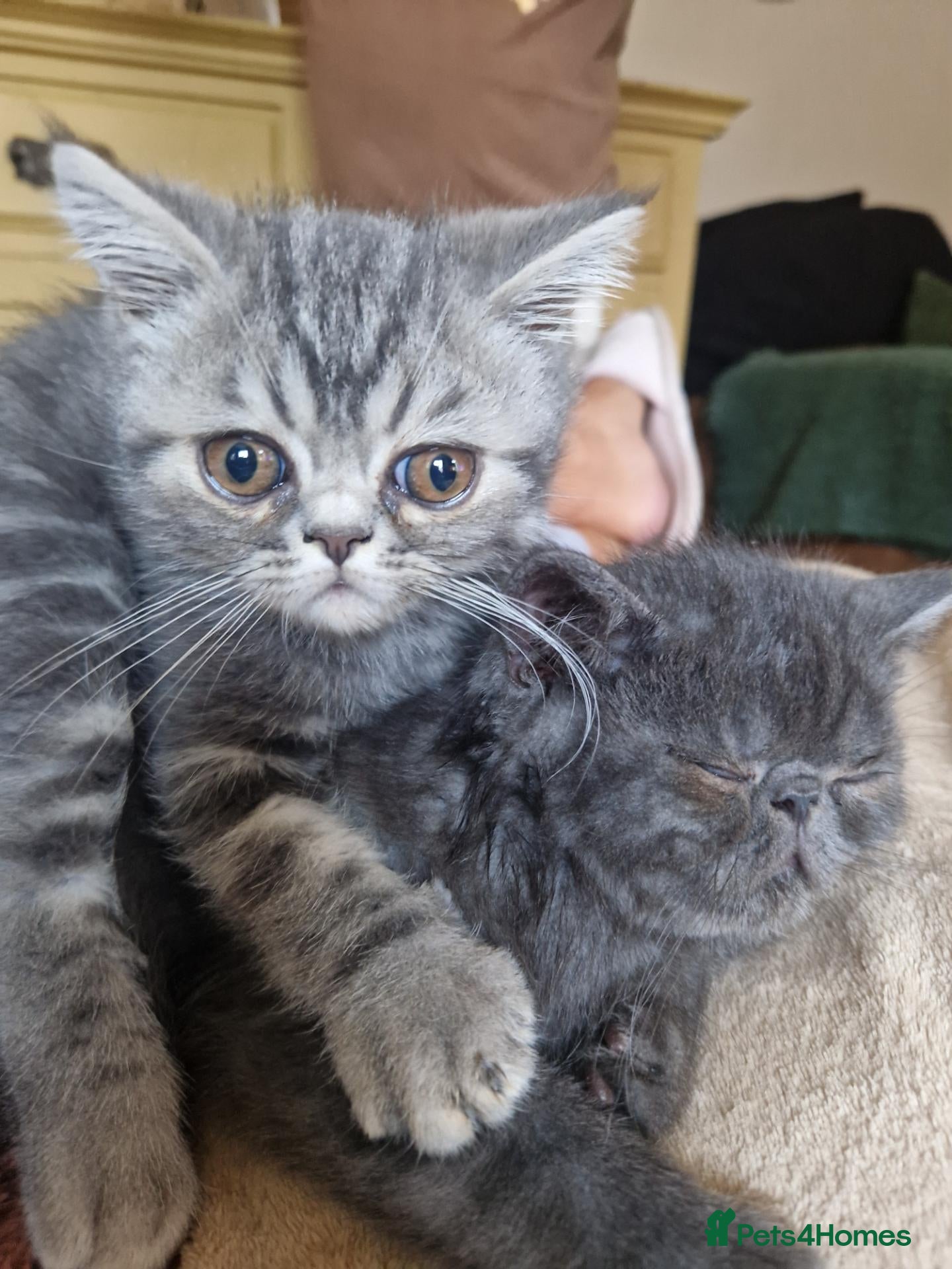 Persian cats Blue Persian exotic boys - Advert 16