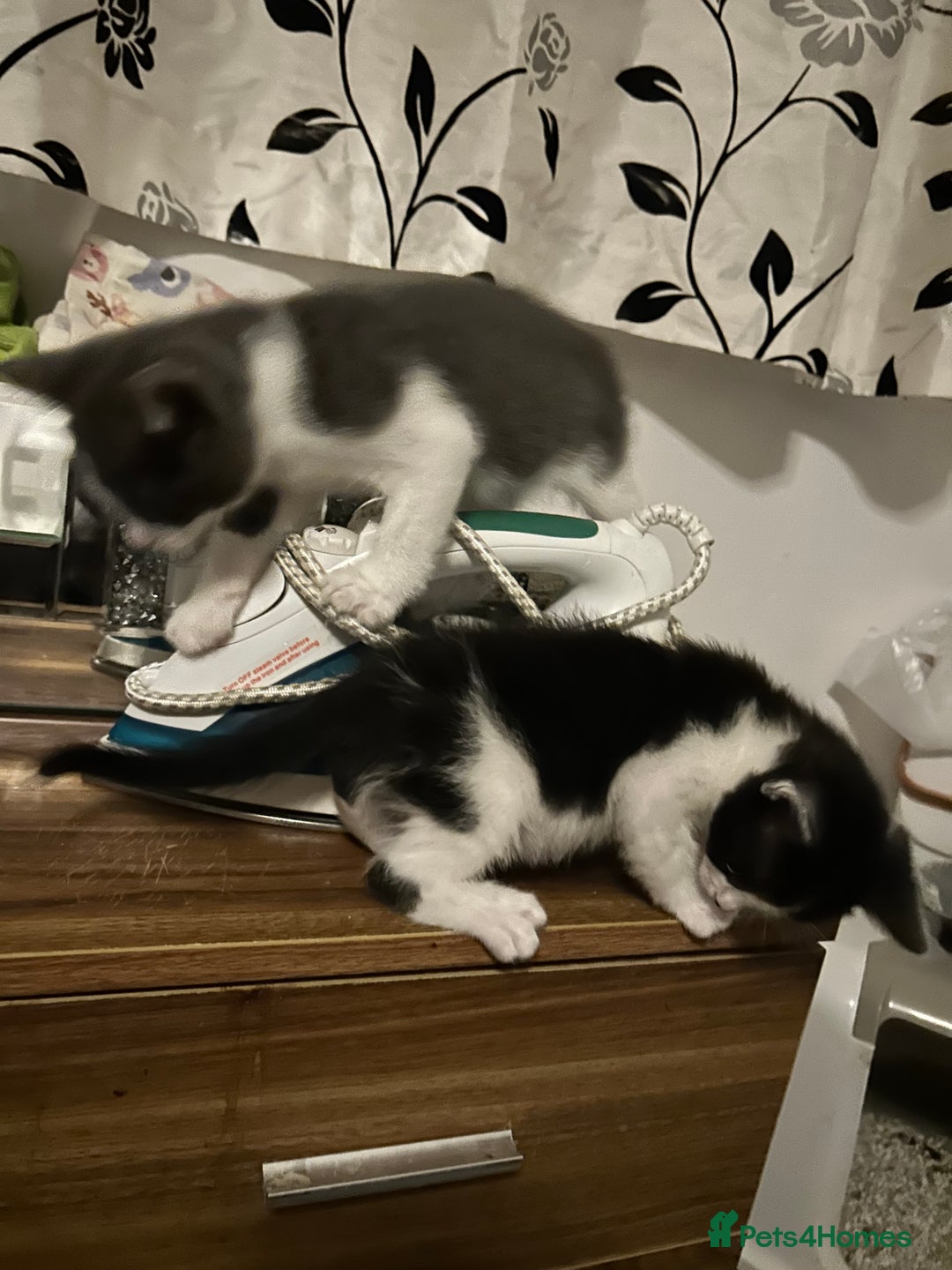 Mixed Breed cats for sale: Kittens are ready now  - Advert 14