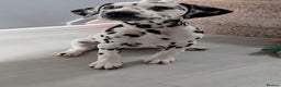 Dalmatian dogs for sale: Dalmatian puppies ready advert fully - Advert 4