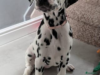 Dalmatian dogs Dalmatian puppies ready 21st Jan read advert fully - Advert 1