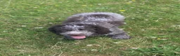 Lagotto Romagnolo dogs for sale: Kc lagotto romagnolo puppies - Advert 5