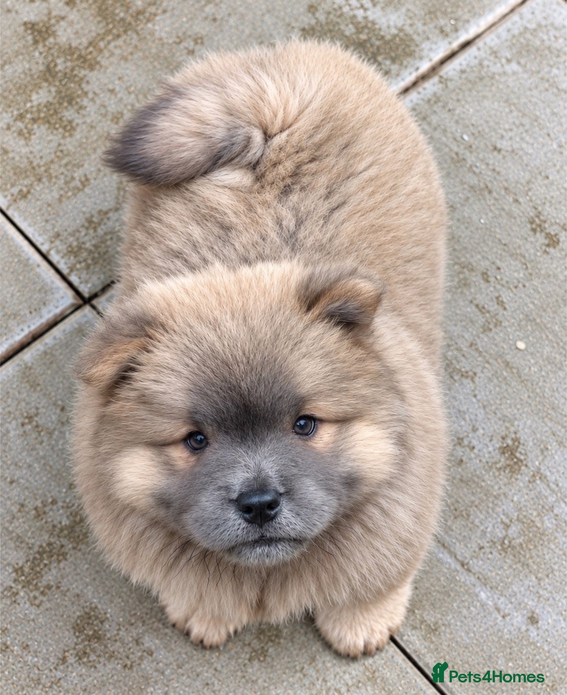 Chow Chow dogs Wyvernwest have 2 stunning boys available   - Advert 2