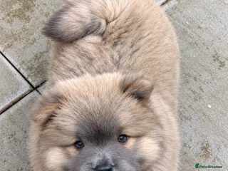 Chow Chow dogs Wyvernwest have 2 stunning boys available - Advert 2