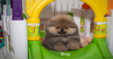 Pomeranian dogs - Advert 3