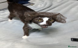 Oriental cats for sale: Orientals for sale  - Image 13