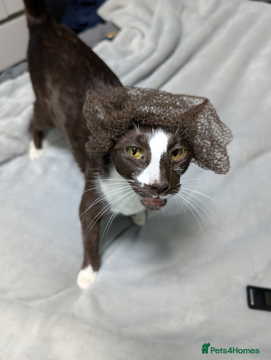 Oriental cats for sale: Orientals for sale  - Image 13