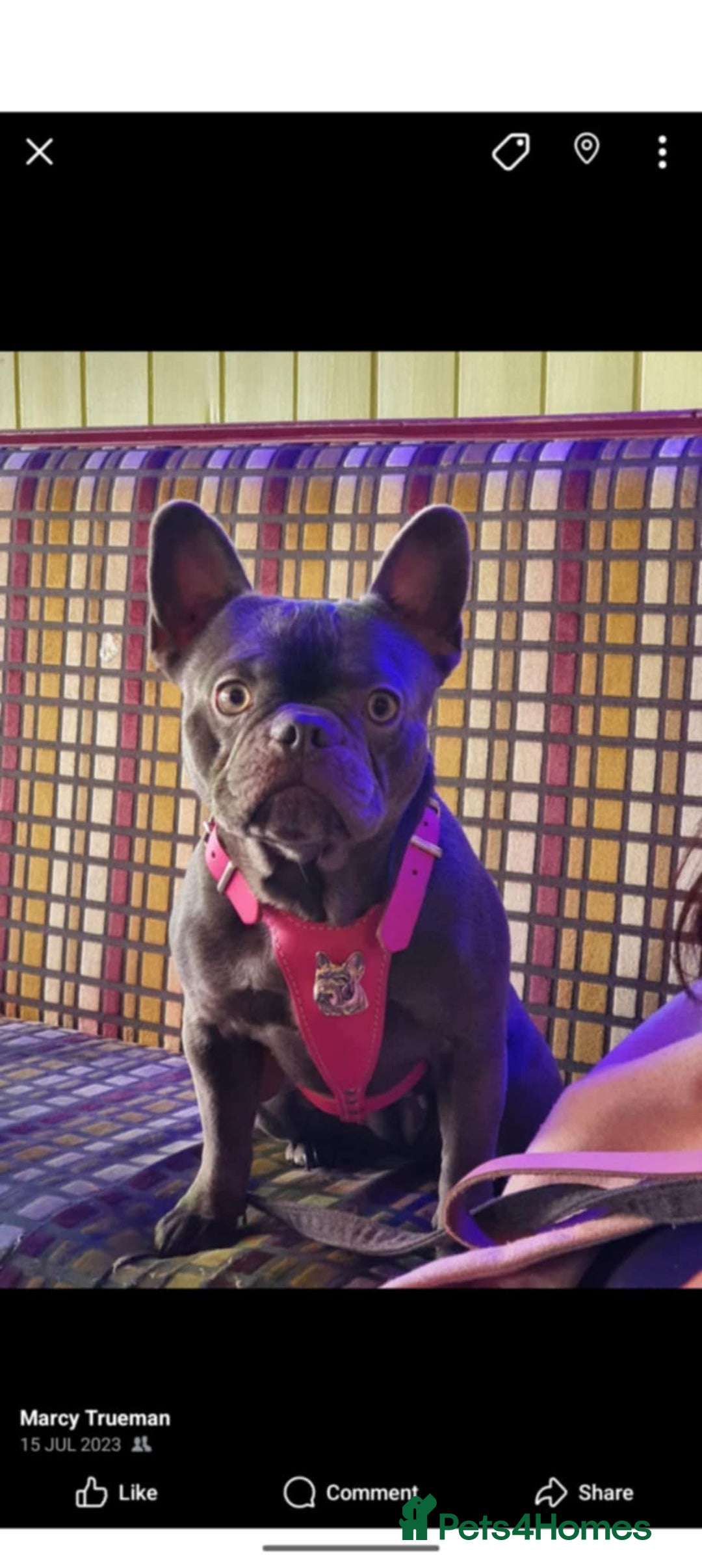 French Bulldog dogs for sale: French bulldog 3 year old  - Image 2