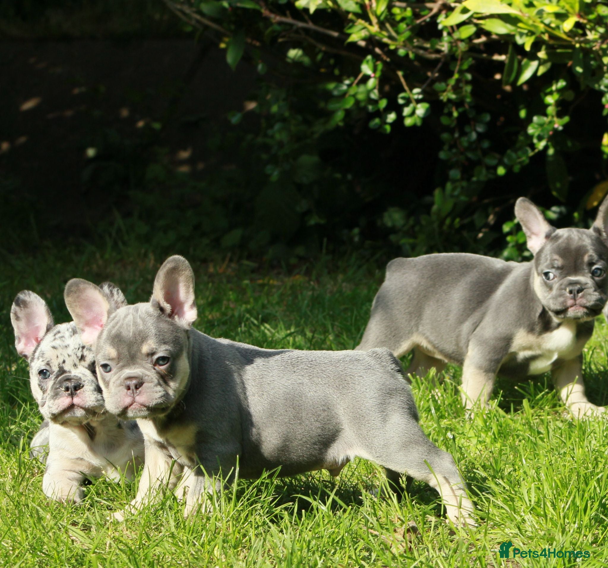 French Bulldog dogs Excellent quality Frenchie - Advert 4