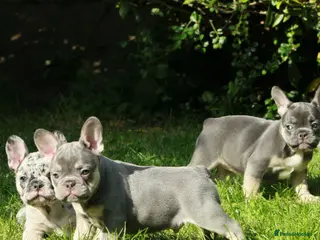 French Bulldog dogs Excellent quality Frenchie - Advert 4