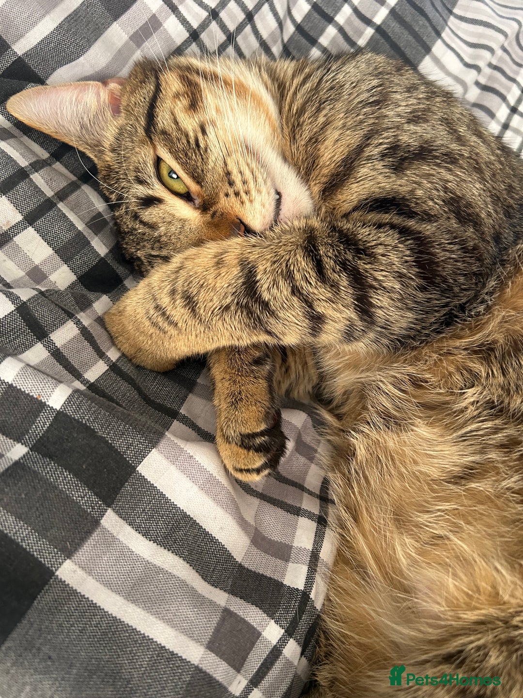 American Shorthair cats for sale: 2 beautiful tabbys  **  - Advert 2